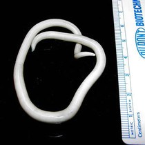 Ascaris lumbricoides, vers intestinaux